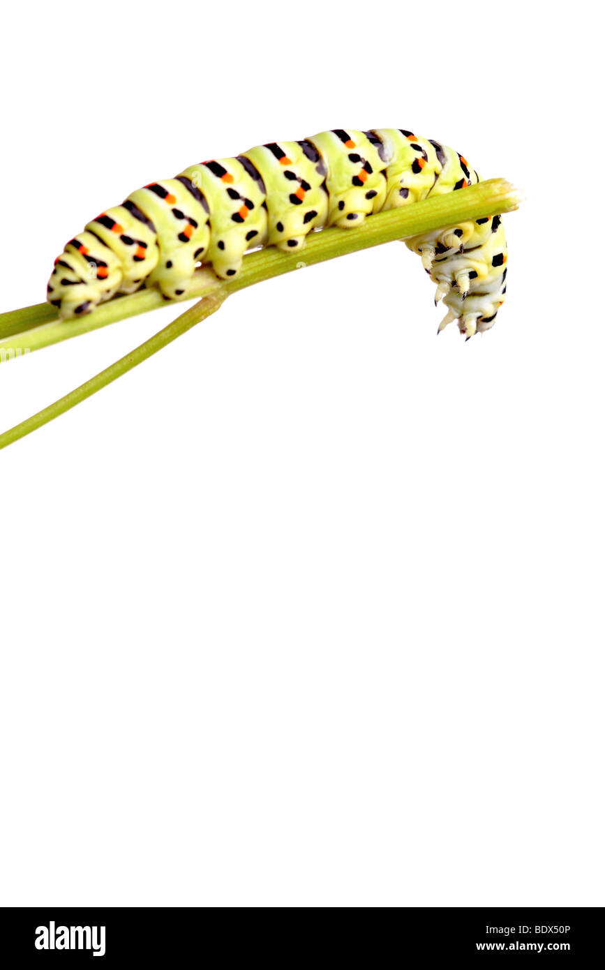 Verde di Caterpillar a coda di rondine isolato su bianco Foto Stock