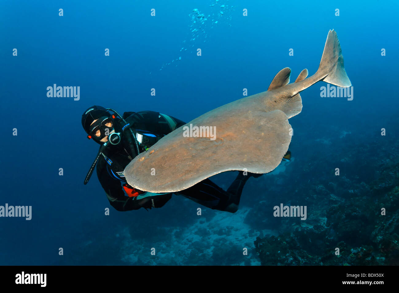 Giant electric ray (Narcine entemedor), elettrica, pericolosi e scuba diver, Cabo Marshall, Arcipelago delle Galapagos, Unesco Giornate mondiali Foto Stock