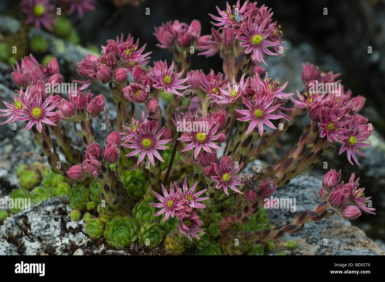 Ragnatela semprevivo (Sempervivum arachnoideum), Hochgebirgs-Naturpark Aurine Alpen national park, Ginzling, valle Zillertal, Foto Stock