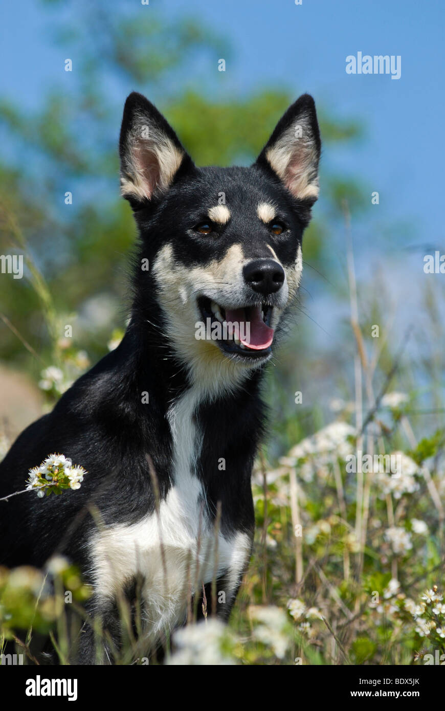 Lapponian Herder, Lapinporokoira o carenza di Lapp renne dog sitter in un prato fiorito Foto Stock