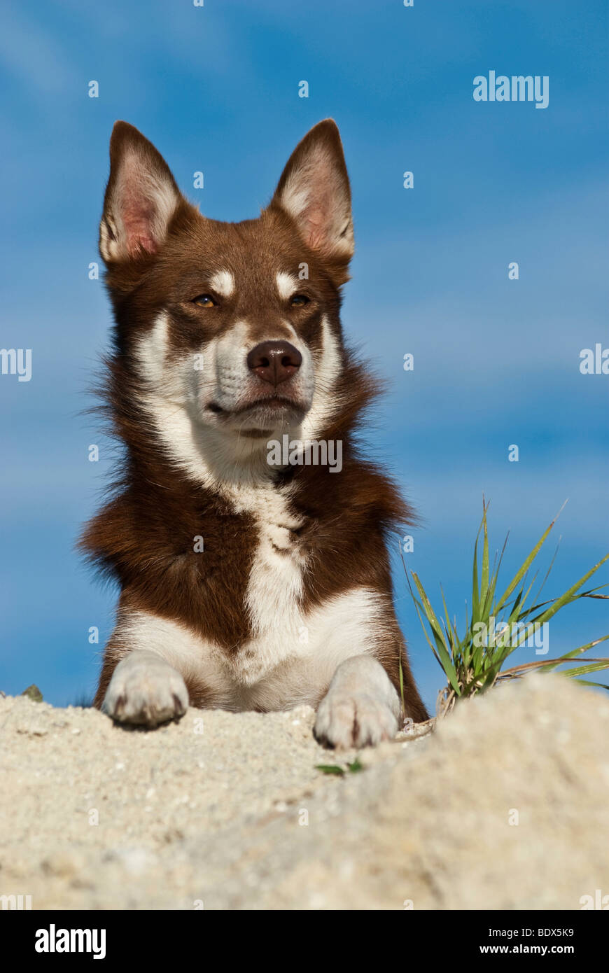 Lapponian Herder, Lapinporokoira o carenza di Lapp renne cane, ritratto con zampe sulle rocce Foto Stock