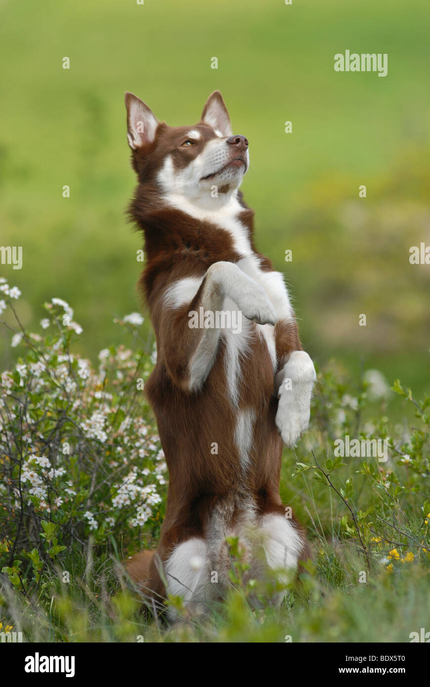 Lapponian Herder, Lapinporokoira o carenza di Lapp renne cane, maschio a mendicare su un prato fiorito Foto Stock