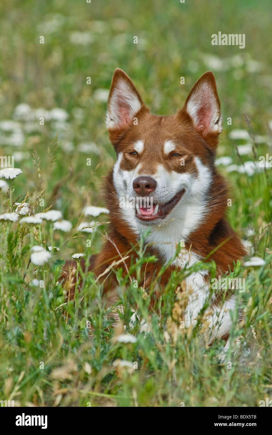 Lapponian Herder, Lapinporokoira o carenza di Lapp renne cane, ritratto Foto Stock