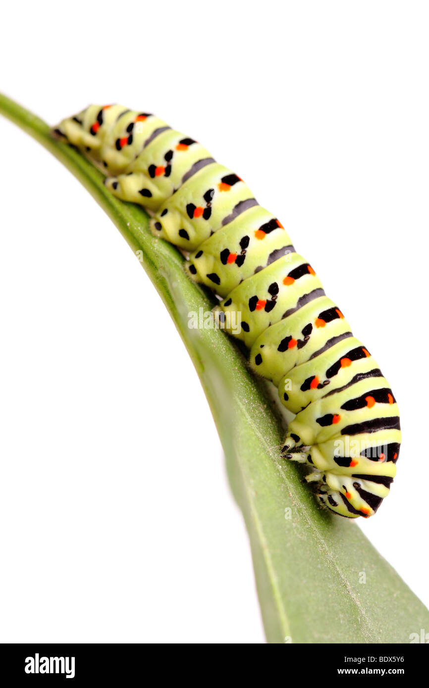 Verde di Caterpillar a coda di rondine isolato su bianco Foto Stock