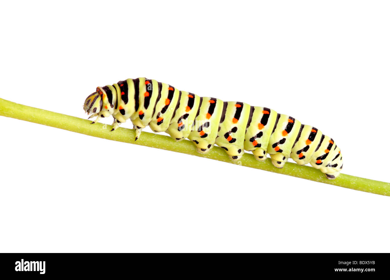 Verde di Caterpillar a coda di rondine isolato su bianco Foto Stock