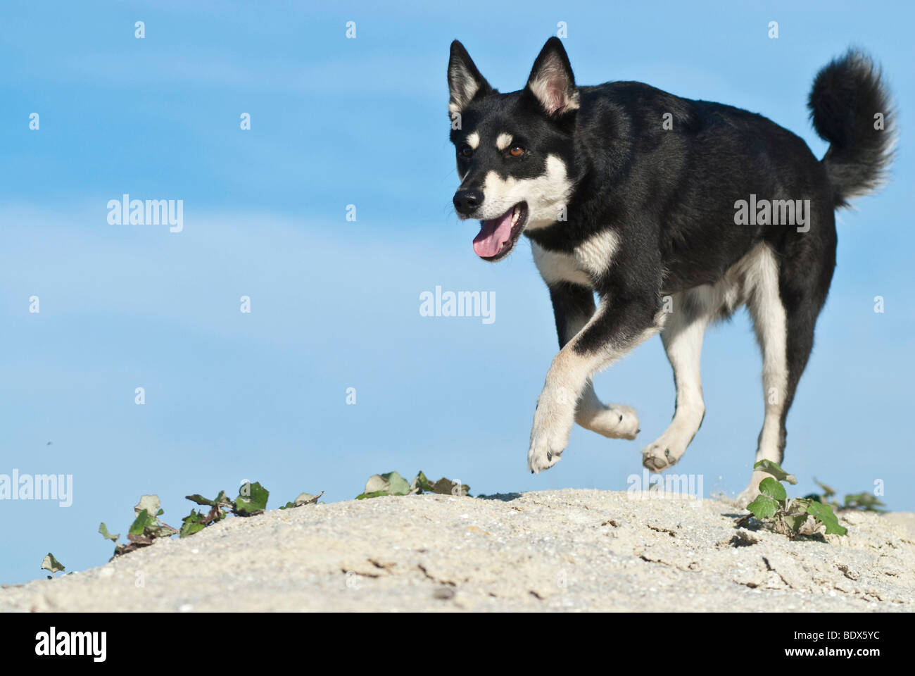 Lapponian Herder, Lapinporokoira o carenza di Lapp renne cane che corre su una duna di sabbia Foto Stock
