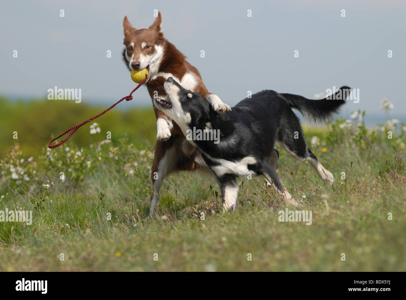 Due Lapponian Herder, Lapinporokoira o carenza di Lapp renne Cani giocando con ciascun altro Foto Stock
