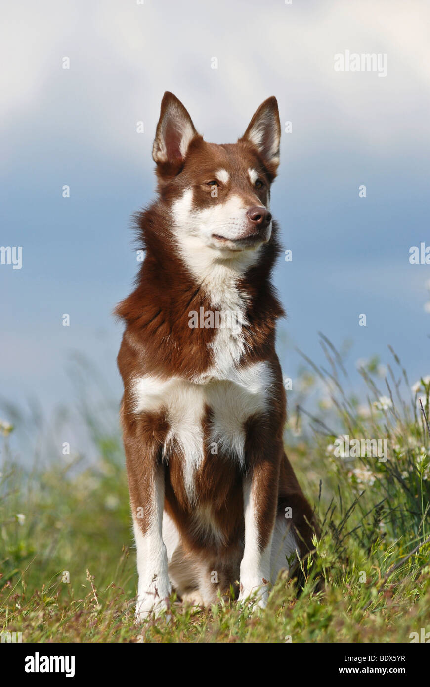 Lapponian Herder, Lapinporokoira o Lapp Renne cane seduto in erba Foto Stock