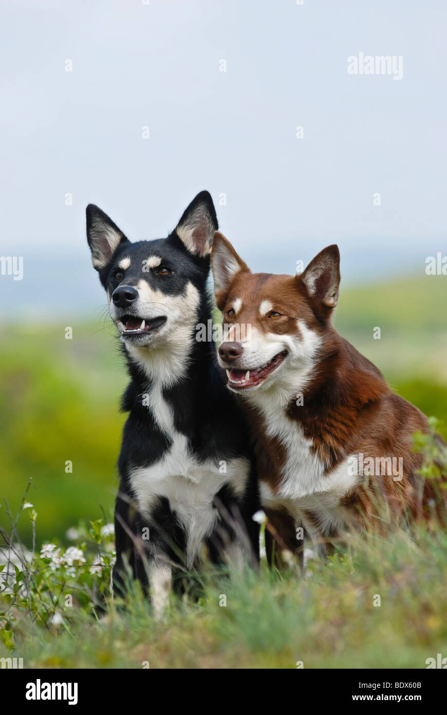 Due Lapponian Herder, Lapinporokoira o carenza di Lapp renne cani seduti su un prato fiorito Foto Stock