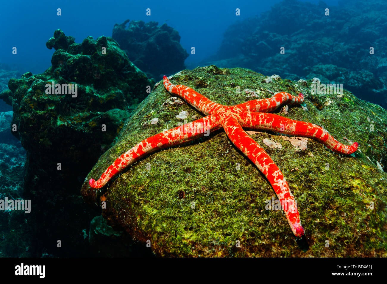 Starfish gigante (Linckia Columbia) su roccia ricoperta da alghe, Cabo Marshall, Arcipelago delle Galapagos, patrimonio mondiale della natura delle prese Foto Stock