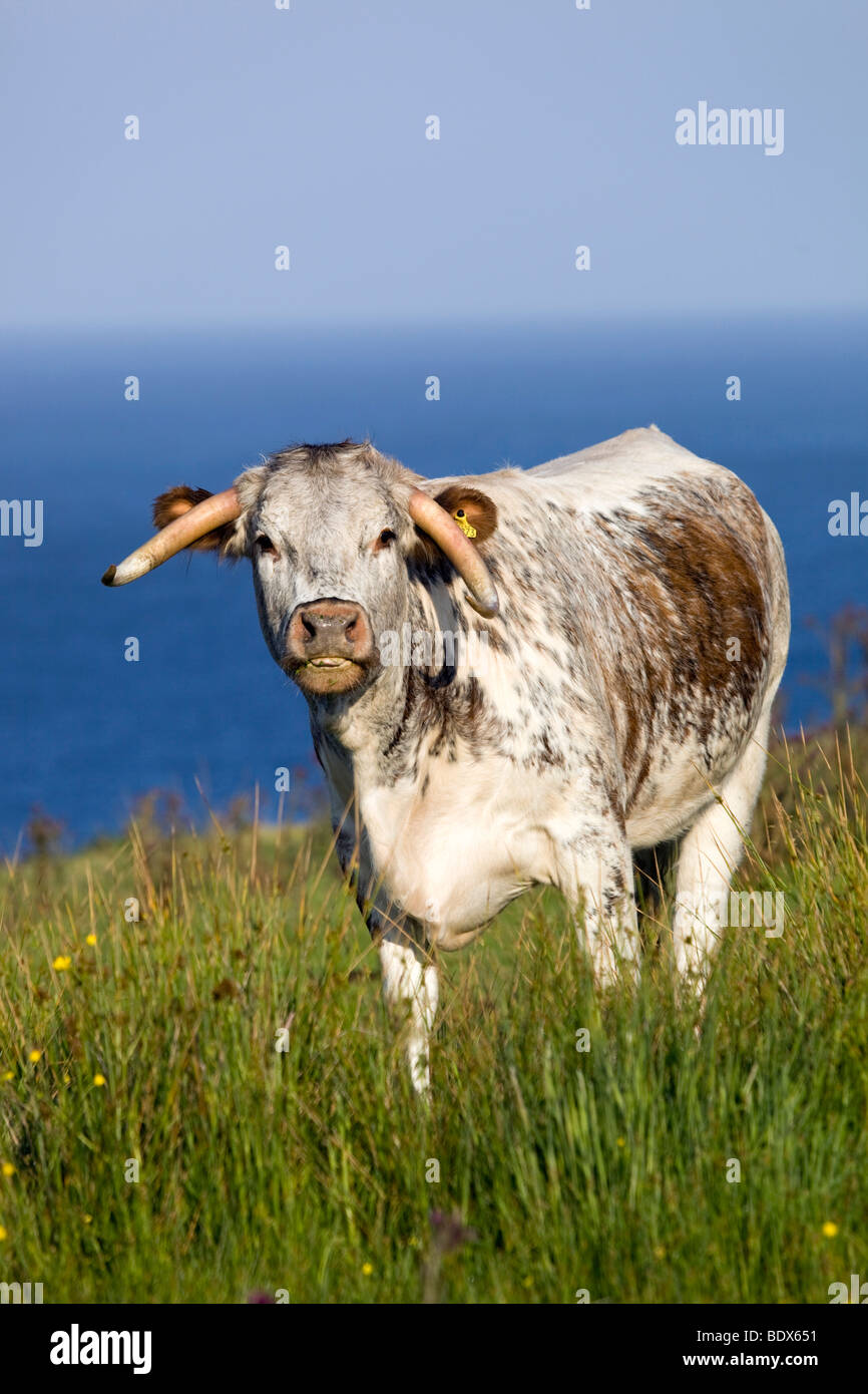 Longhorn vacca; Cornovaglia preso dal sentiero pubblico Foto Stock