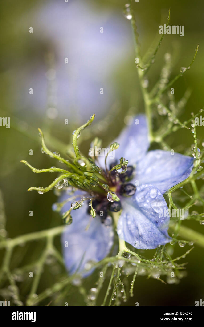 Amore in una nebbia; Nigelle damascena Foto Stock