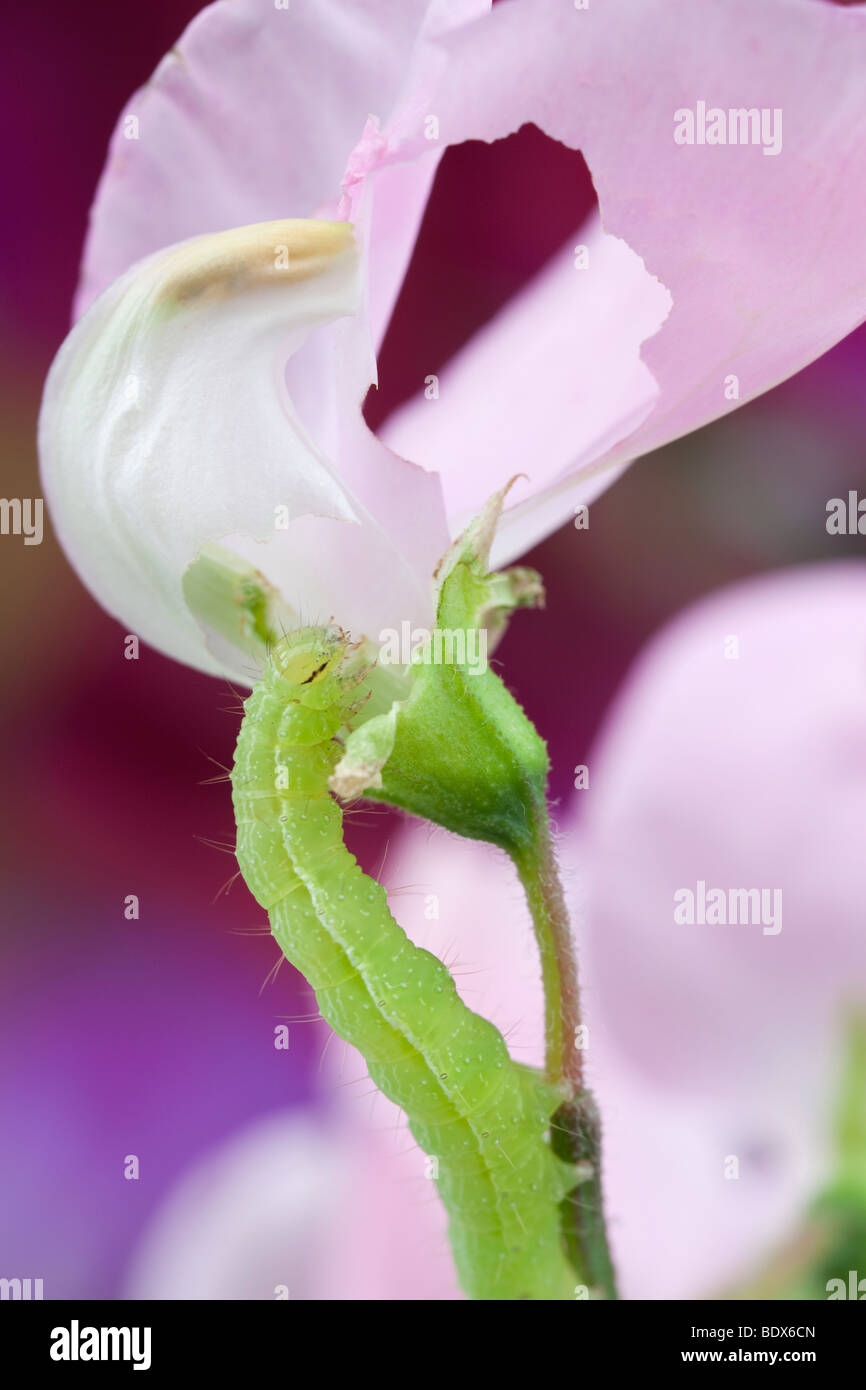 La Gran Bretagna UK. Crochet verde caterpillar alimentazione su un pisello dolce fiore in close-up Foto Stock