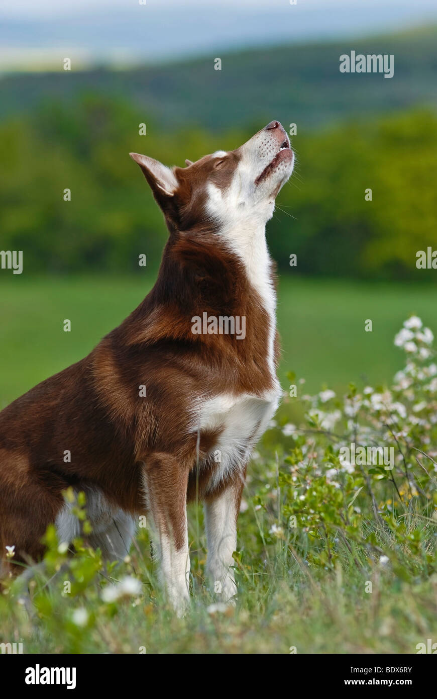 Lapponian Herder, Lapinporokoira o carenza di Lapp renne cane su un prato fiorito Foto Stock