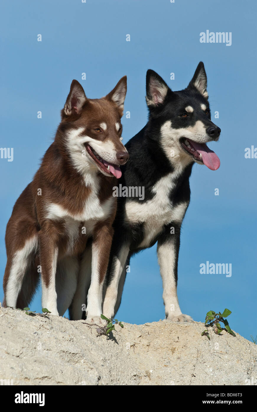 Due Lapponian Herder, Lapinporokoira o carenza di Lapp renne cani in piedi su una duna di sabbia Foto Stock