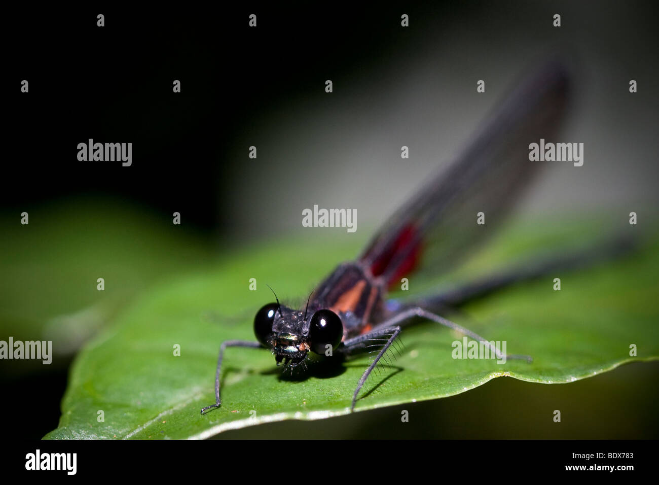 Un damselfly, ordine odonati, sottordine Zygoptera. Fotografato nelle montagne del Costa Rica. Foto Stock