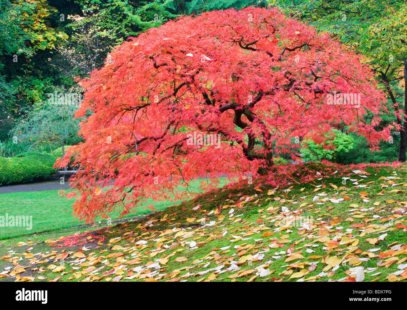 Giapponese acero in autunno a colori. Portland Giardini Giapponesi. Oregon Foto Stock