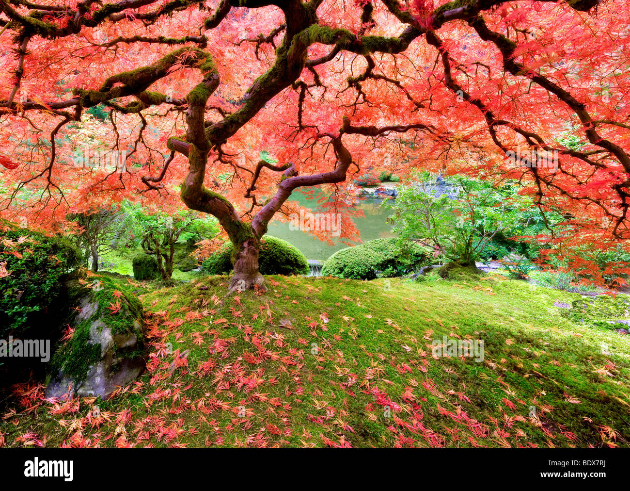 Giapponese acero in autunno a colori. Portland Giardini Giapponesi. Oregon Foto Stock