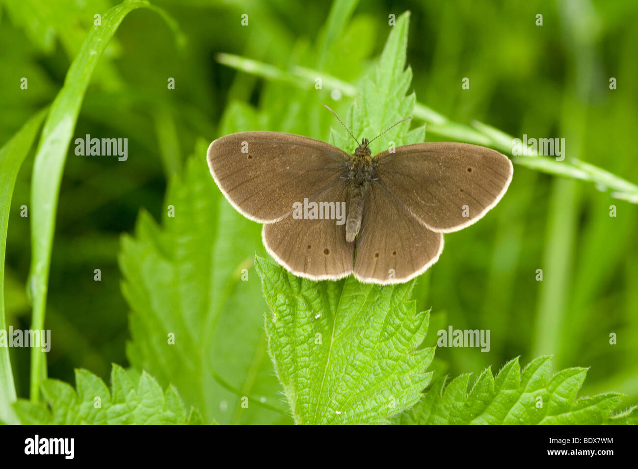 Ringlet butterfly, lode, Cambridgeshire Inghilterra Foto Stock