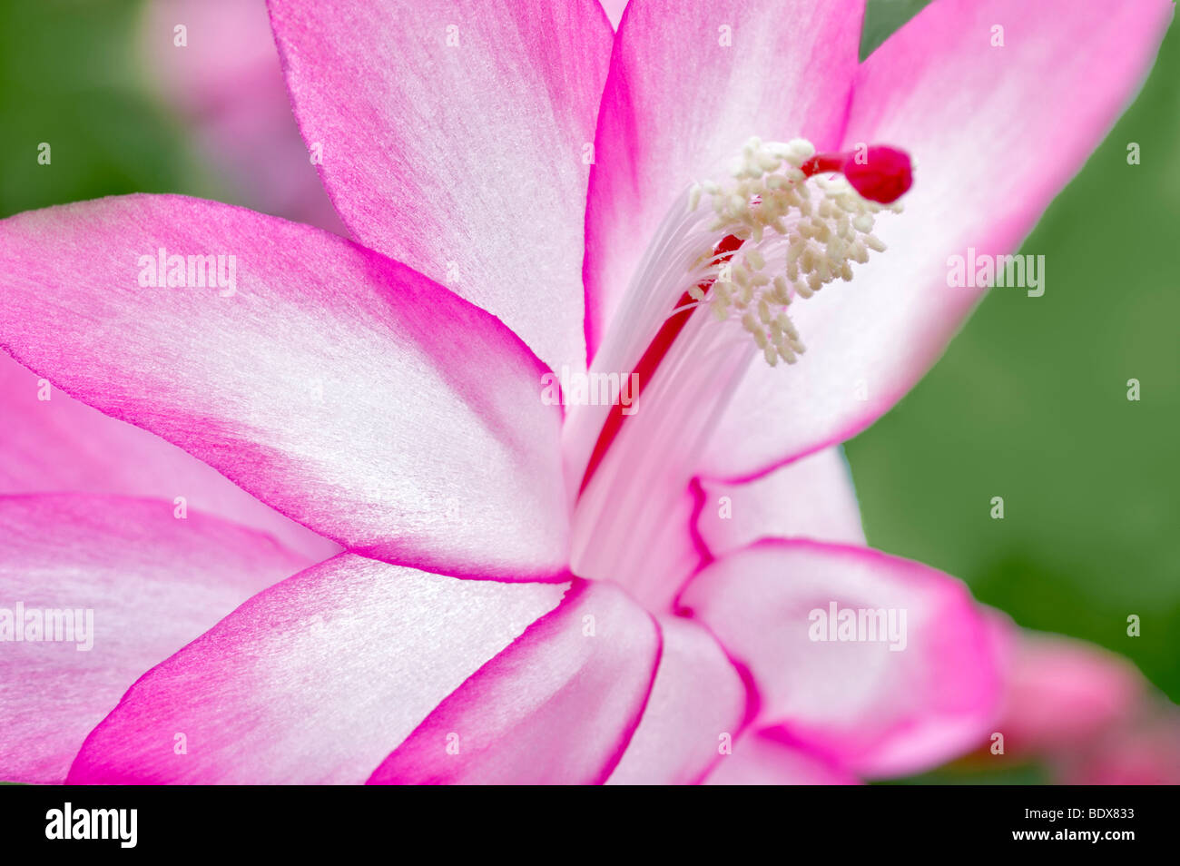 Close up di Natale fiore di cactus (Schlumbergera Thor Tenna). Al's nido. Woodburn. Oregon Foto Stock