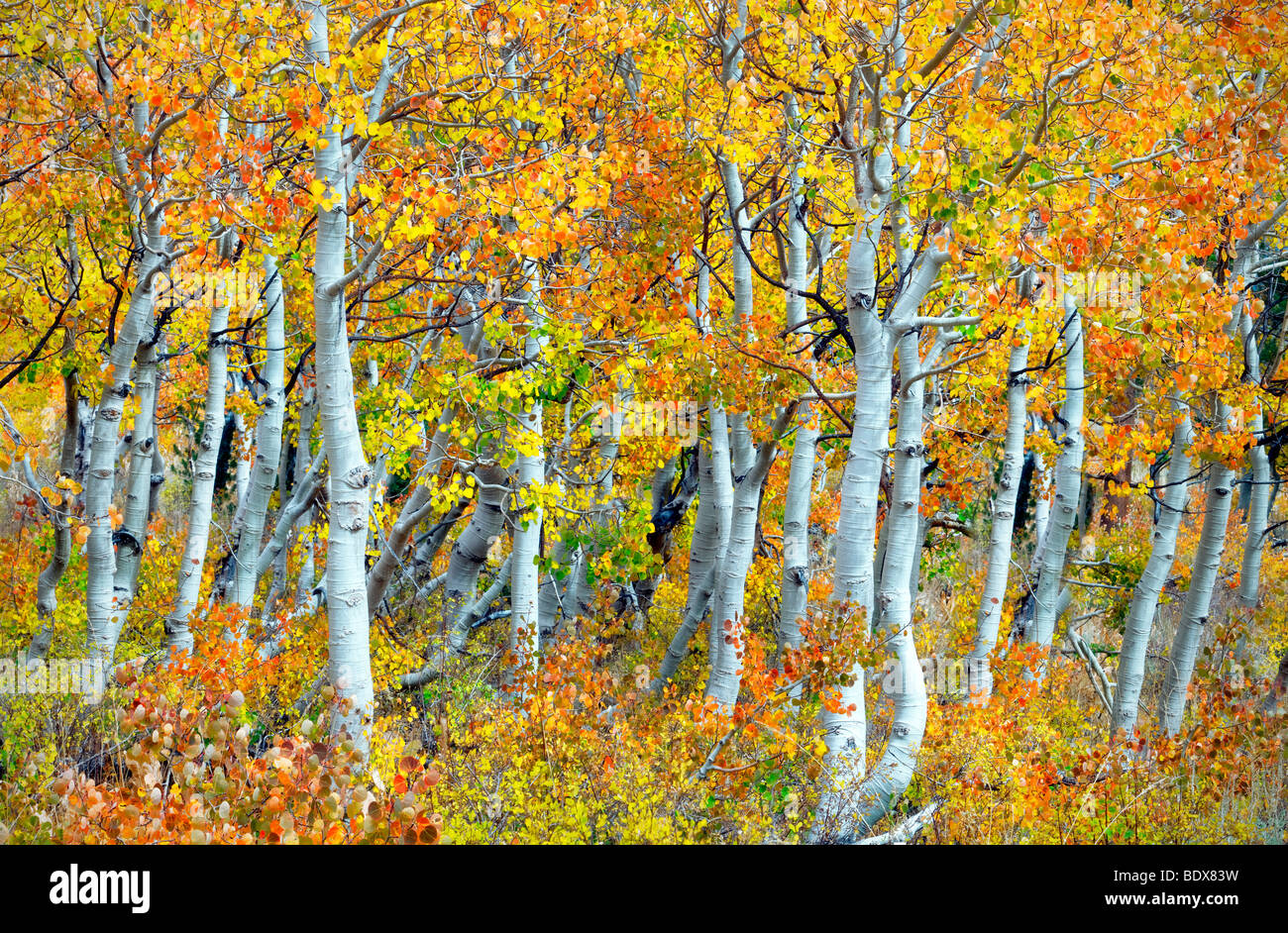 Close up di Autunno a colori e tronchi di alberi di Aspen. Inyo National Forest. California Foto Stock