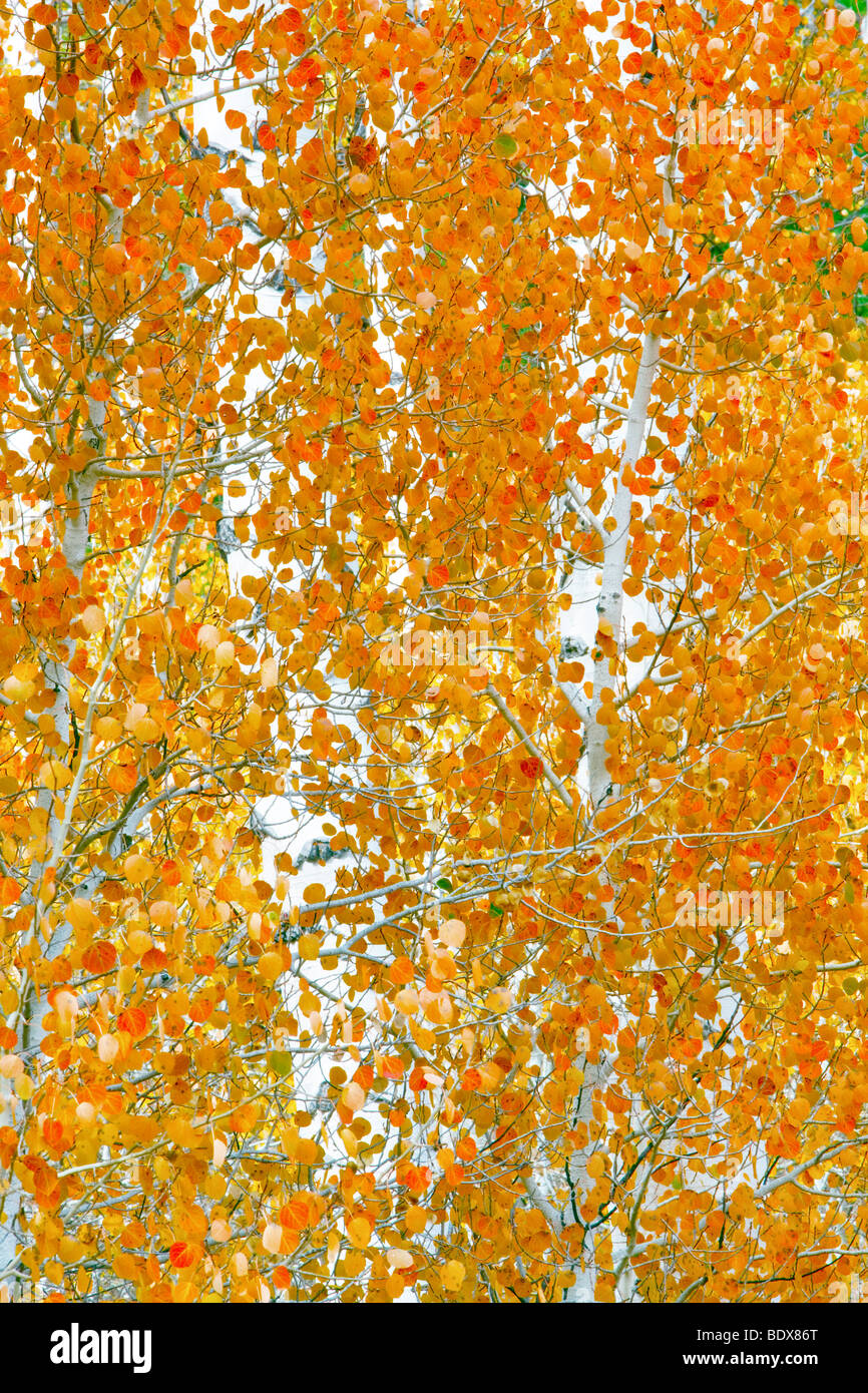 Close up di caduta colorati alberi di Aspen. Inyo National Forest. California Foto Stock