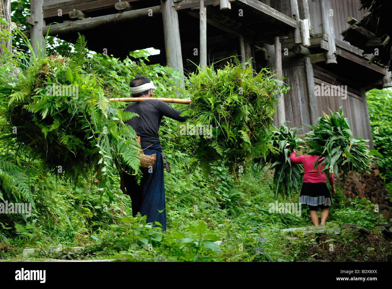 Gli agricoltori della minoranza Basha cestelli di trasporto della falciata raccolta, Basha, Guizhou, Cina del Sud, la Cina, Asia Foto Stock