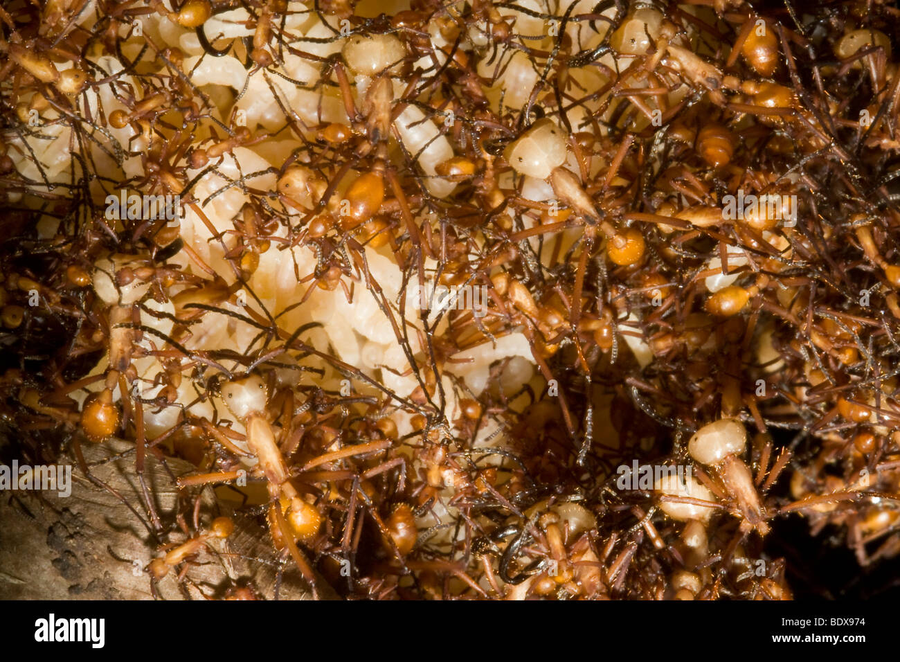 Esercito di formiche in movimento. Ordine, Hymenoptera Formicidae di famiglia. Fotografato in Costa Rica. Foto Stock