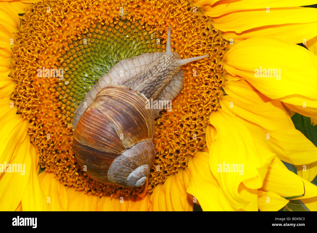 Lumaca romano, Lumache commestibili, Borgogna lumaca (Helix pomatia) su una fioritura comuni di girasole (Helianthus annuus) Foto Stock
