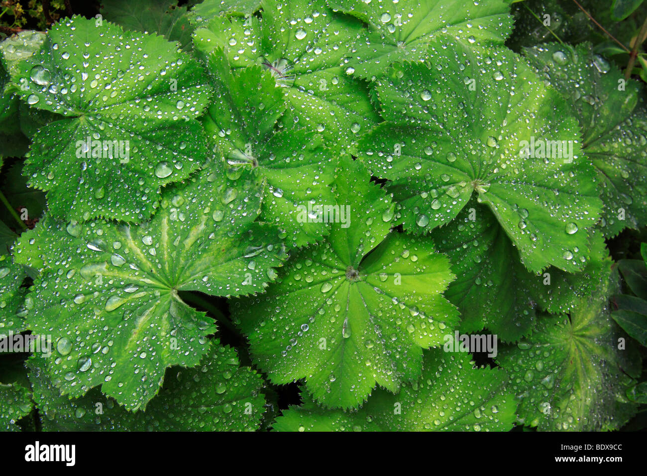 Lady del mantello (Alchemilla), il verde delle foglie con gocce d'acqua, guttation fluido Foto Stock
