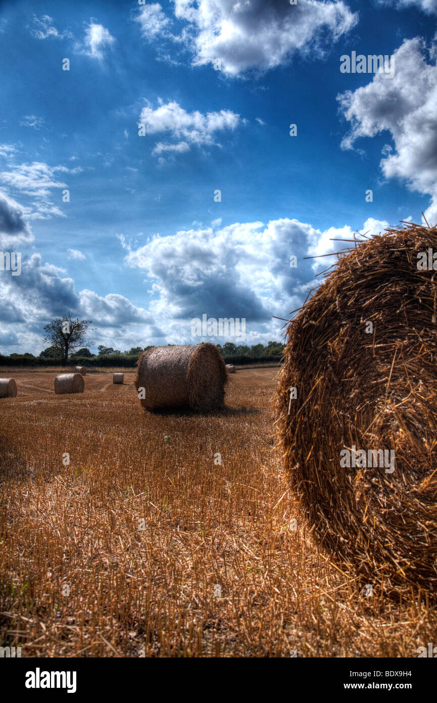 Rotoli di fieno essiccazione in un campo di grano in Hertfordshire Foto Stock