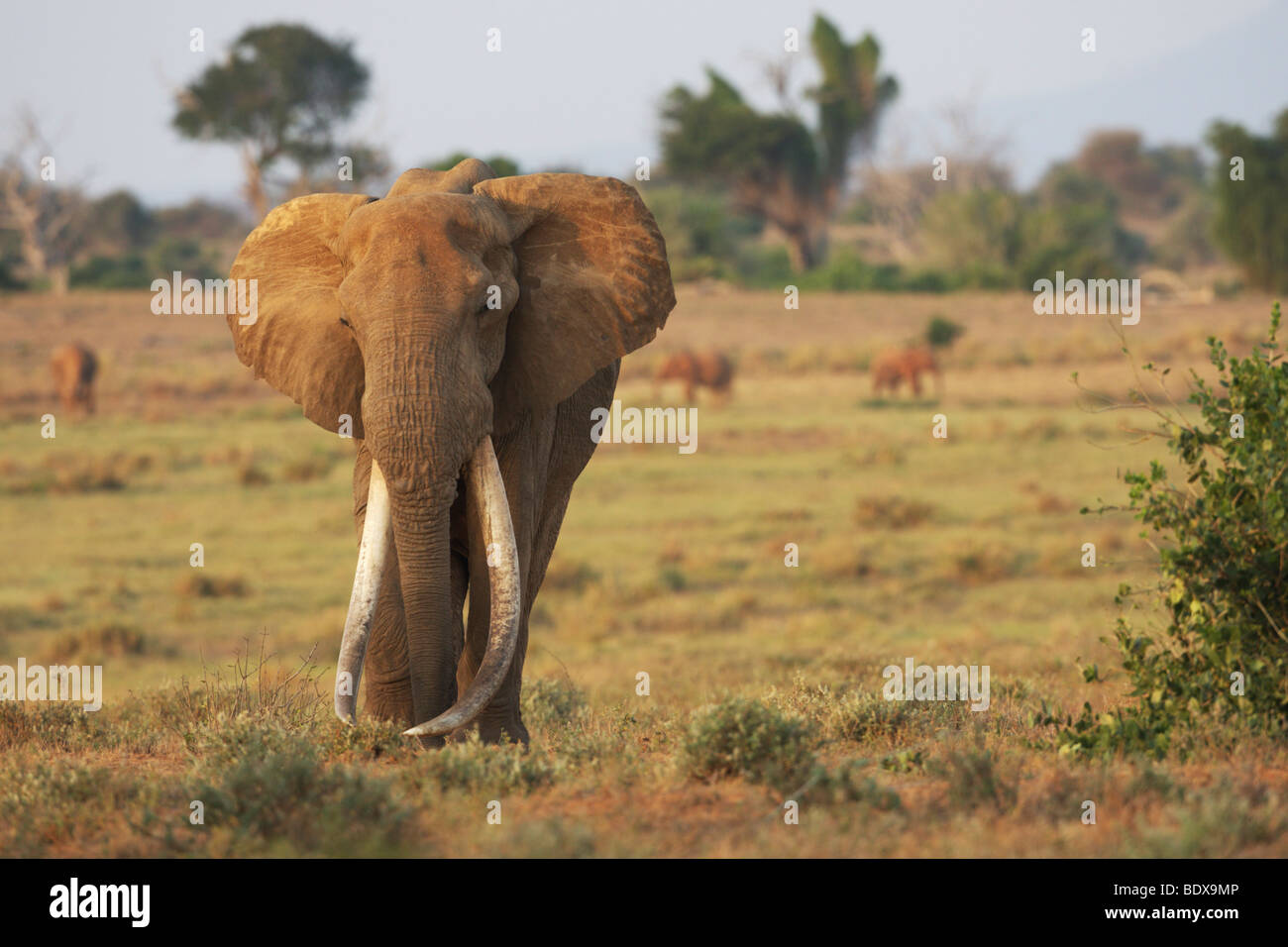 Elefante africano (Loxodonta africana) nel parco nazionale orientale di Tsavo, Kenya, Africa Foto Stock