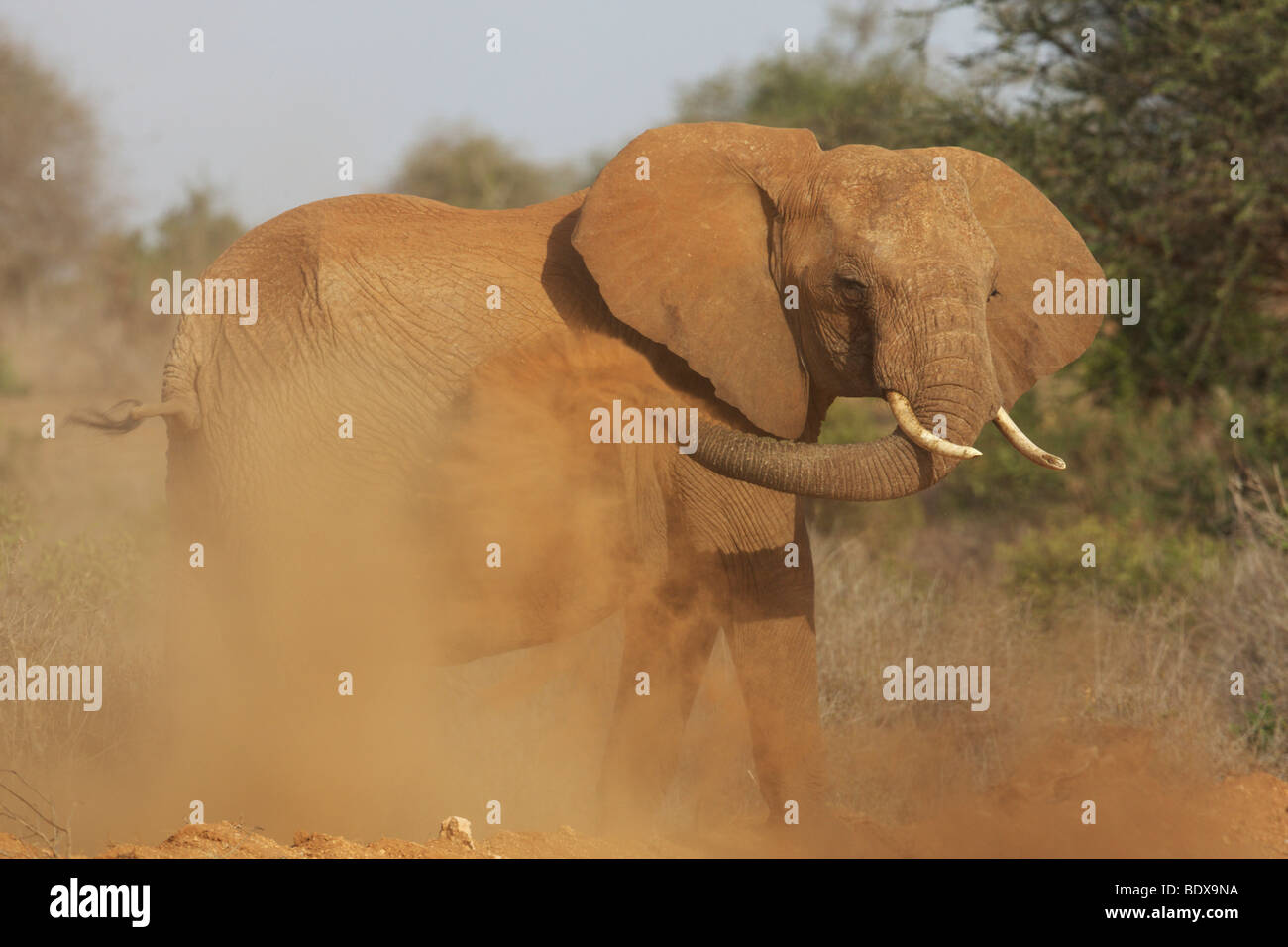 Elefante africano (Loxodonta africana) nel parco nazionale orientale di Tsavo, Kenya, Africa Foto Stock