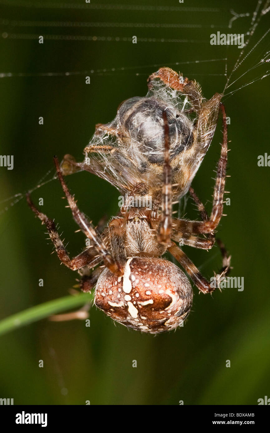 Croce spider (Araneus) con la preda Foto Stock