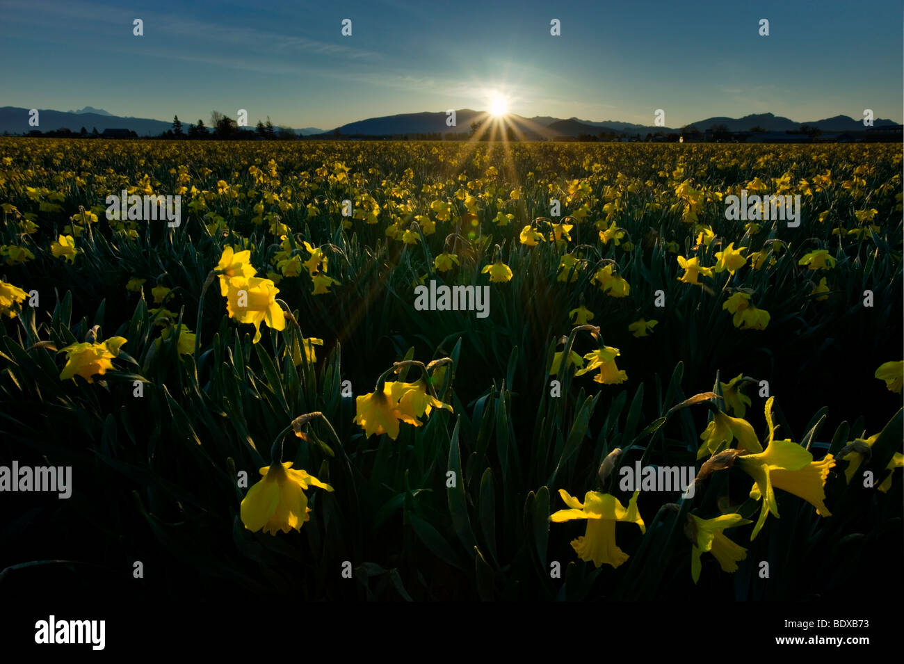 Daffodil campo al sunrise, Skagit valley nello stato di Washington Foto Stock