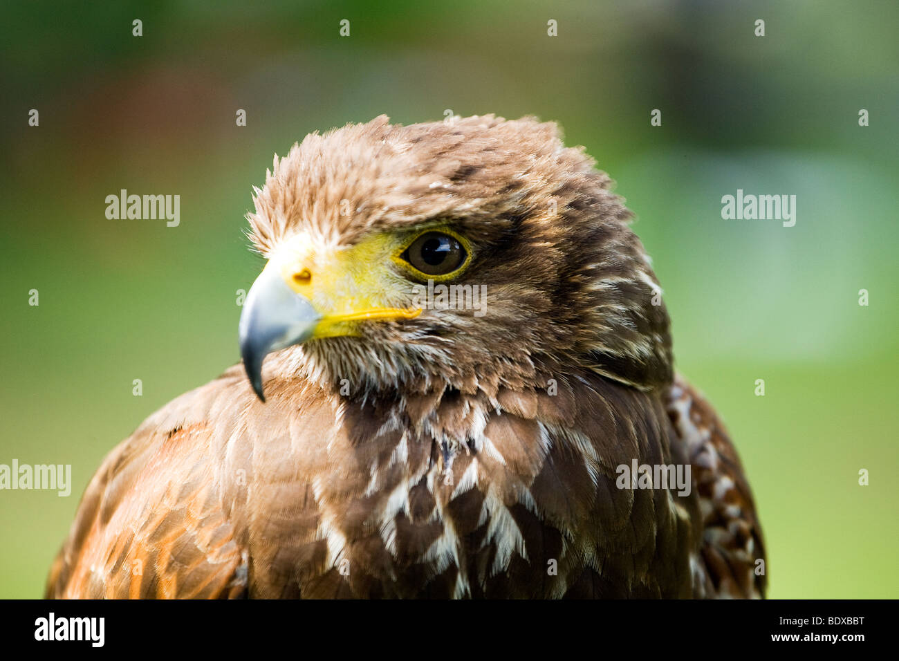 Harris Hawk, Parabuteo unicinctus, precedentemente noto come la baia-winged Hawk o Dusky Hawk, Foto Stock