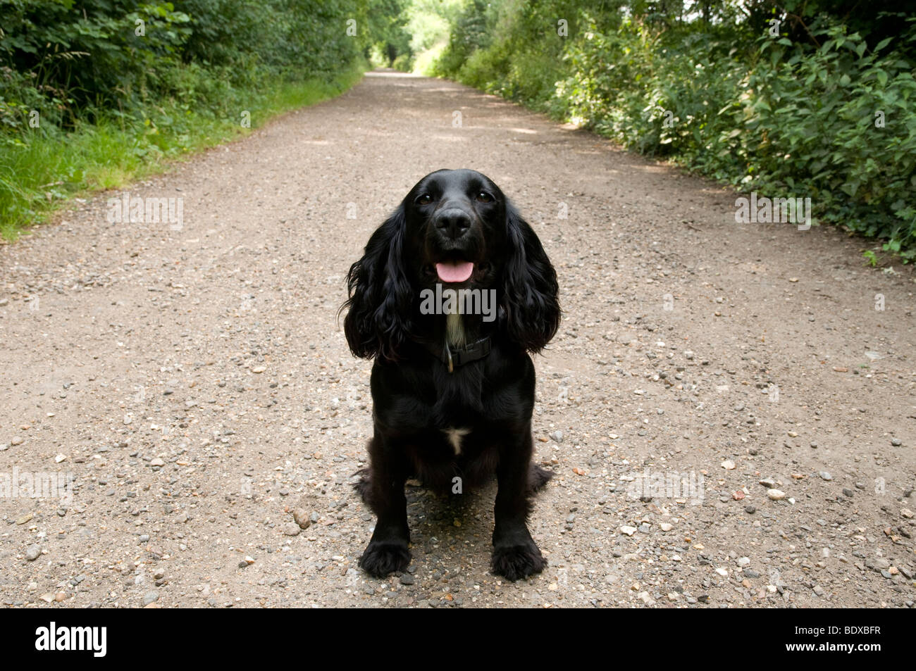 Lavorando Cocker Spaniel Foto Stock