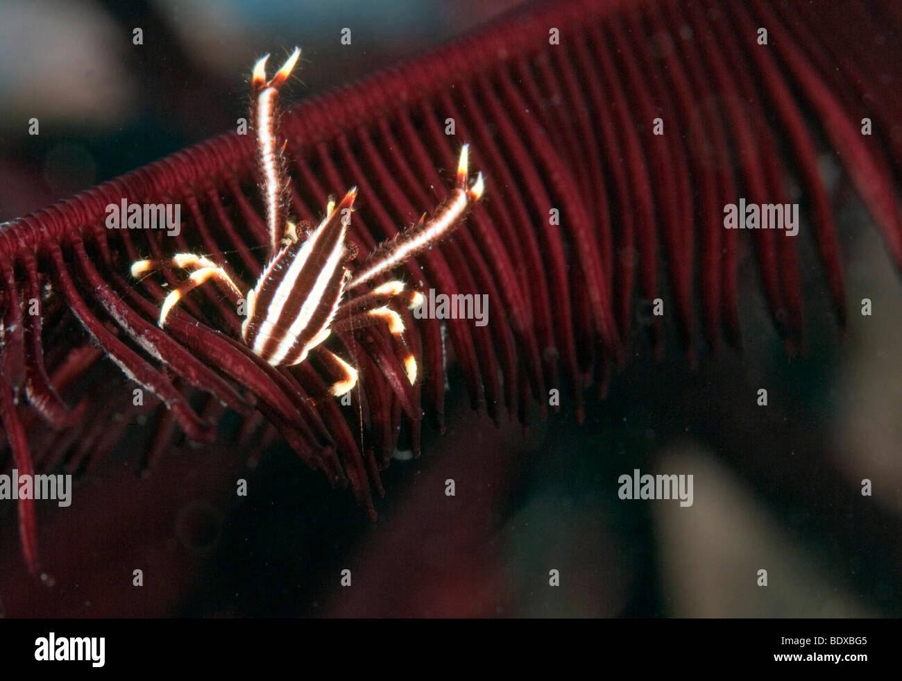 Elegante aragosta squat (Allogalathea elegans), un tipo di granchio, su host di Crinoide, Indonesia Foto Stock