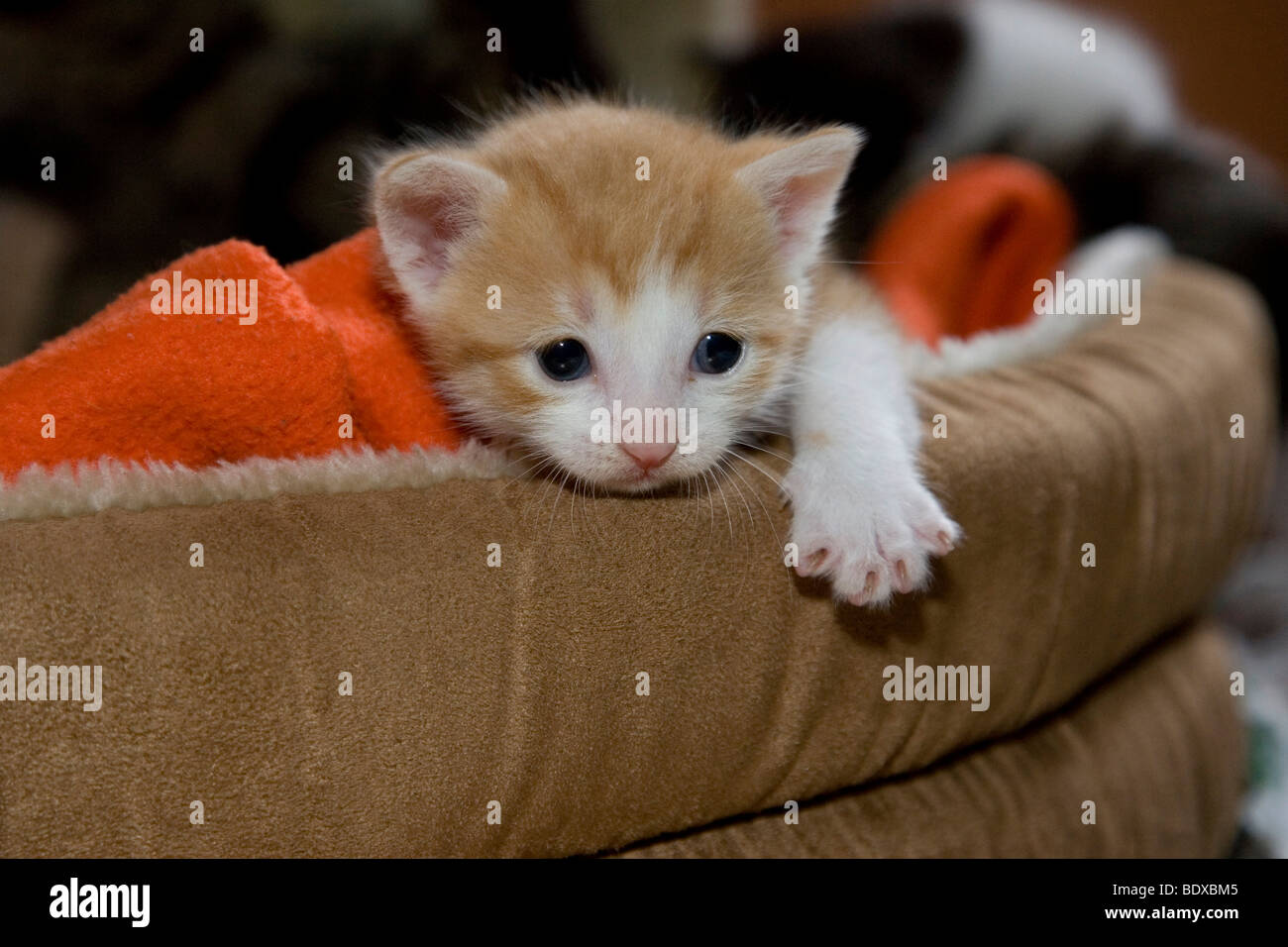 Giovani rosso-bianco gattino in un cesto cat Foto Stock