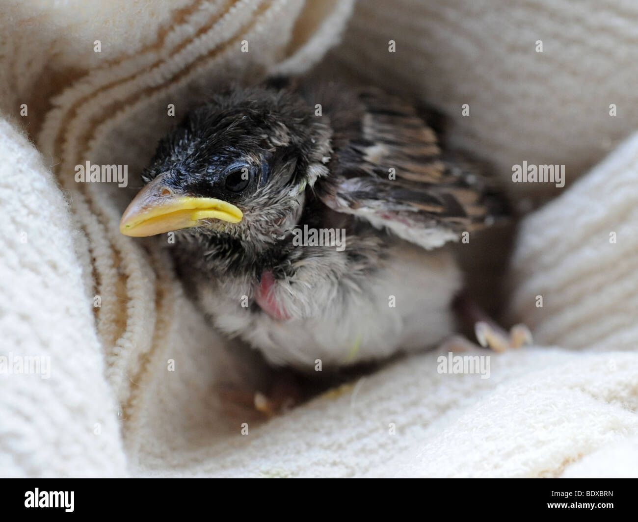 Un piccolo annidata, un bambino sparrow poche settimane vecchio Foto Stock