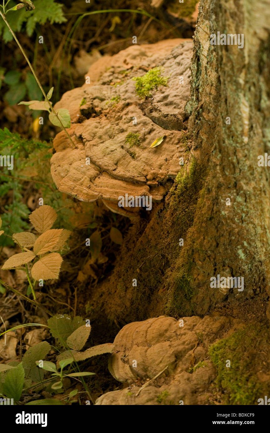 Staffa grande fungo, coperte in marrone spore in re del legno in Suffolk Foto Stock