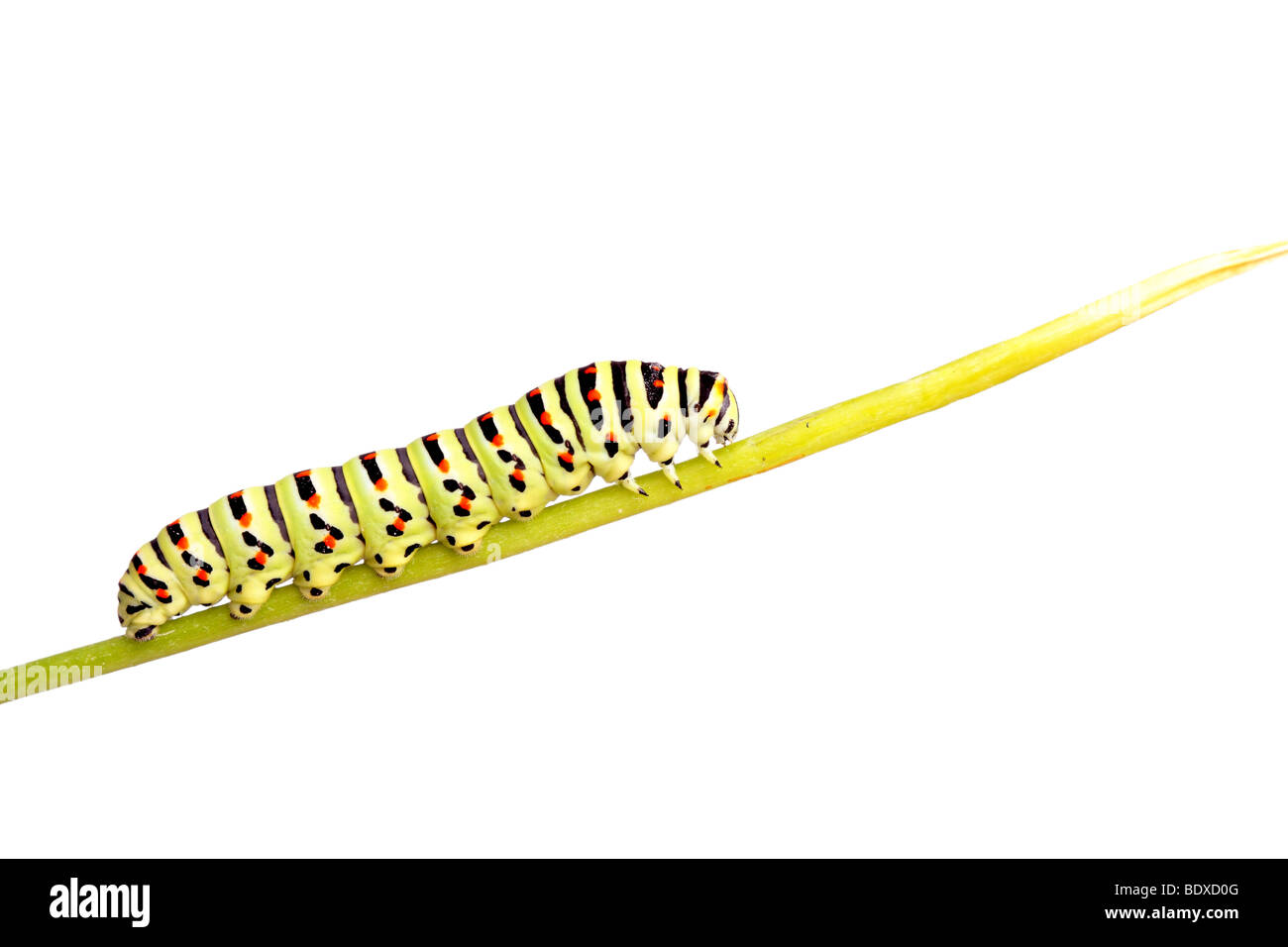 Verde di Caterpillar a coda di rondine isolato su bianco Foto Stock
