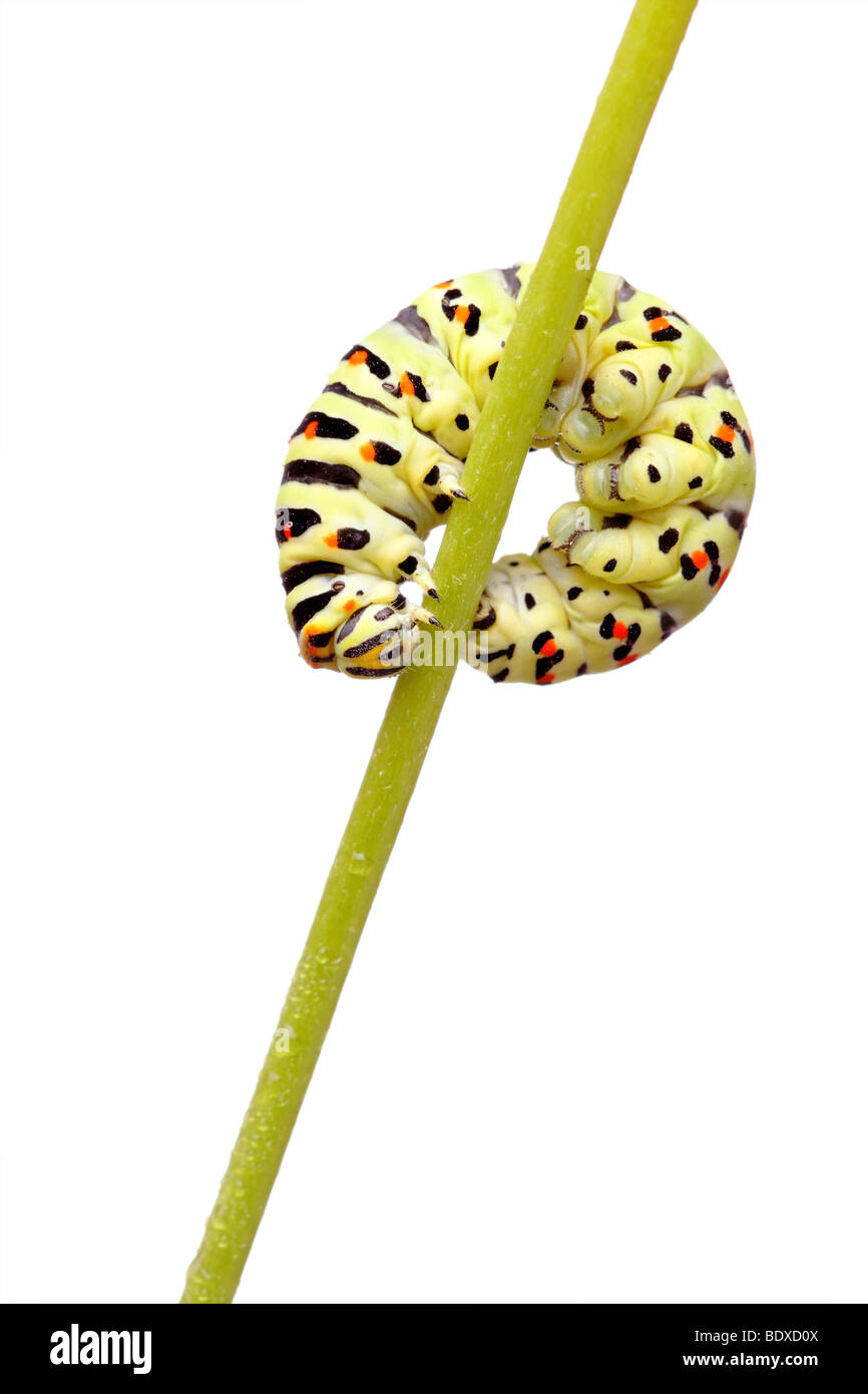 Verde di Caterpillar a coda di rondine isolato su bianco Foto Stock