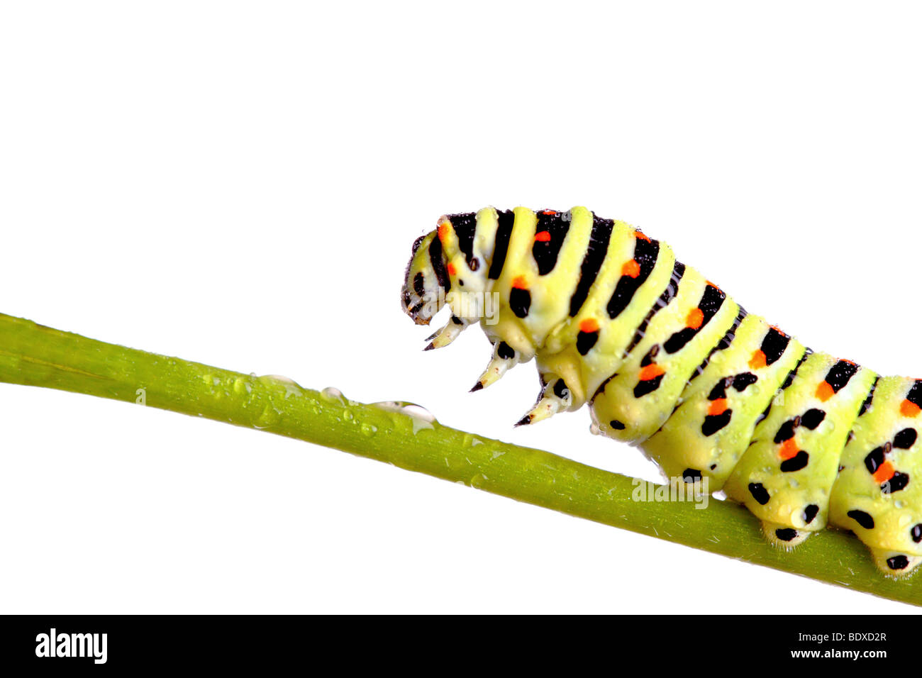Verde di Caterpillar a coda di rondine isolato su bianco Foto Stock