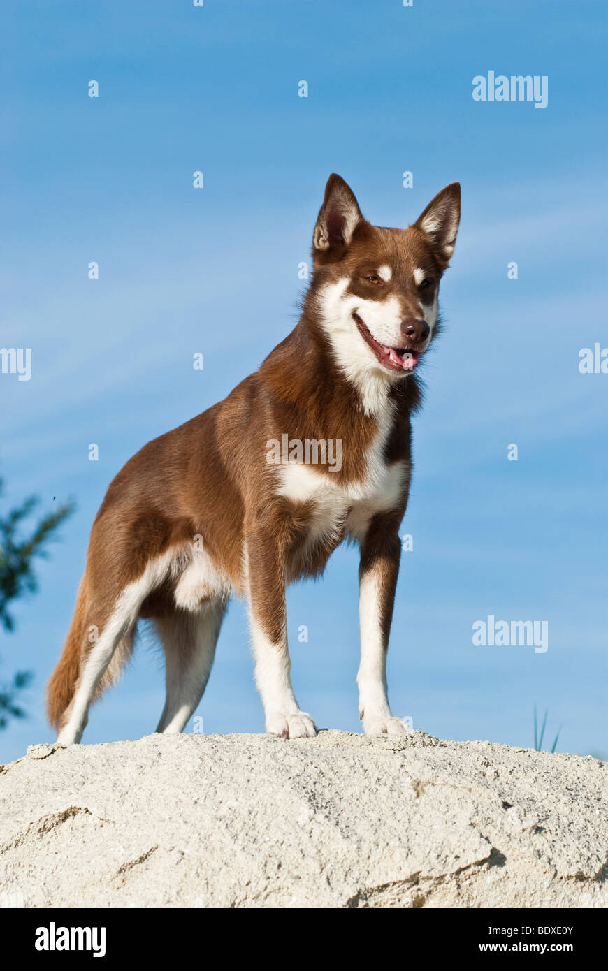 Lapponian Herder, Lapinporokoira o Lapp Renne cane in piedi su una roccia Foto Stock