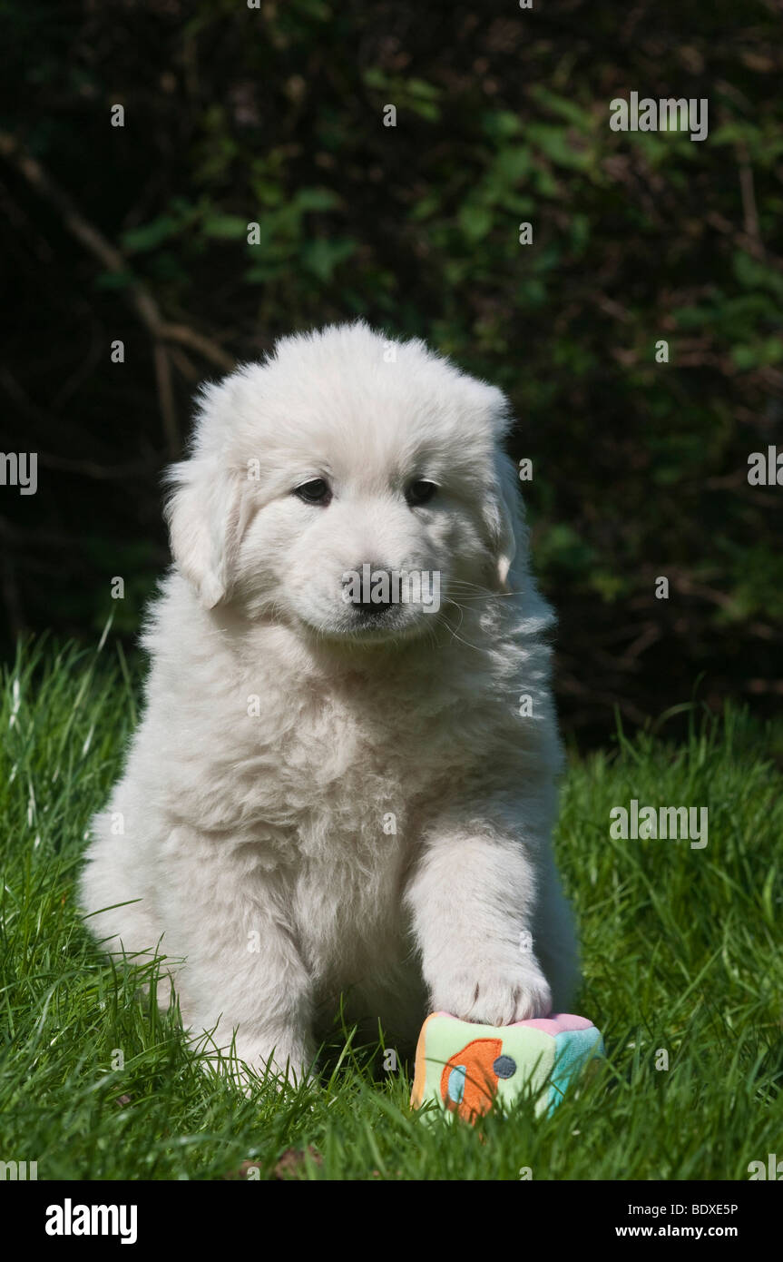 Tatra polacchi Sheepdog, Owczarek Tatrzanski o Owczarek Podhalanski cucciolo seduto con un giocattolo sull'erba Foto Stock