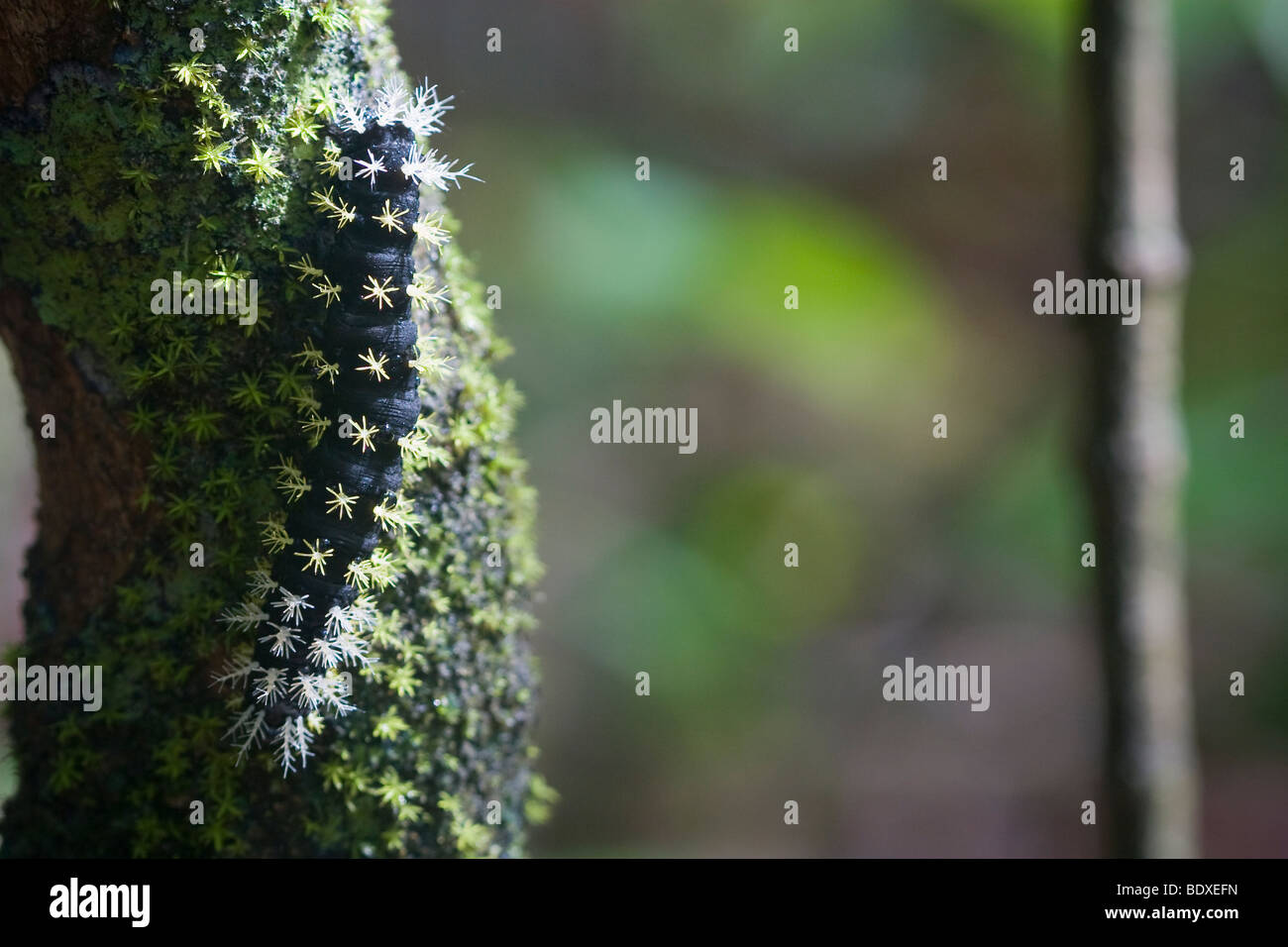 Un eccellente esempio di crypsis, le spine su questo bruco si fonde con il muschio cresce sul tronco di albero. Foto Stock