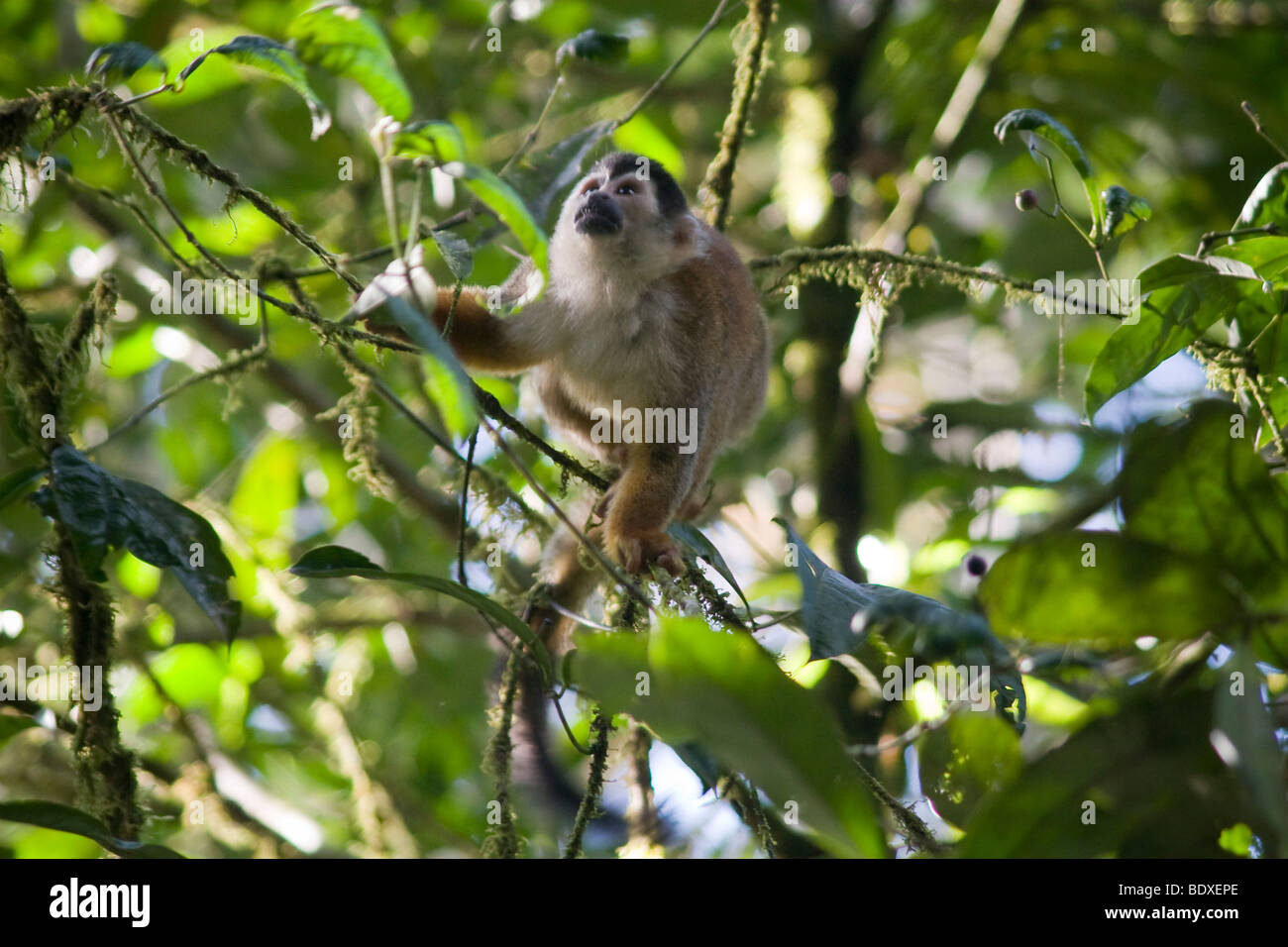 Maschio Americano Centrale Scimmia di scoiattolo, Saimiri oerstedii, foraggio per la frutta. Questa è una specie in via di estinzione. Foto Stock