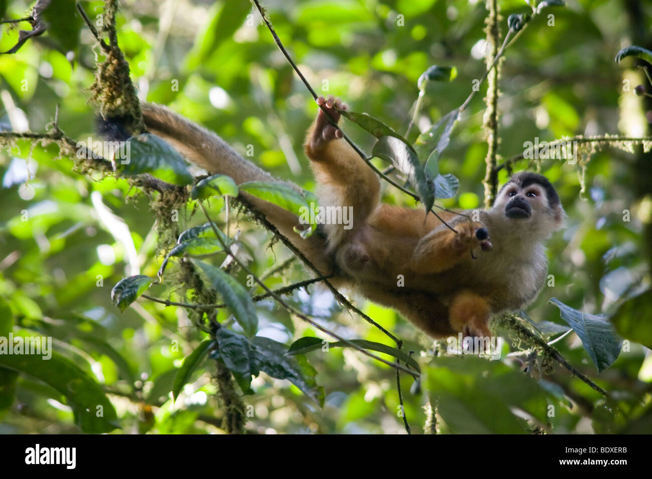 Maschio Americano Centrale Scimmia di scoiattolo, Saimiri oerstedii, foraggio per la frutta. Questa è una specie in via di estinzione. Foto Stock