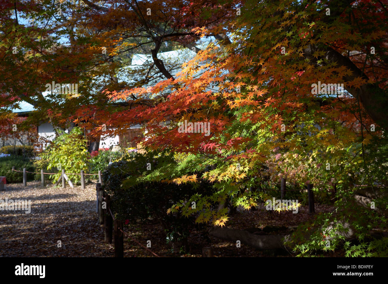 Autunno vista sul tè giapponese casa e giardino Foto Stock